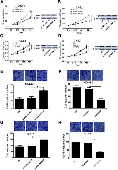 Retracted Article Trop Promotes Proliferation Invasion And Emt Of