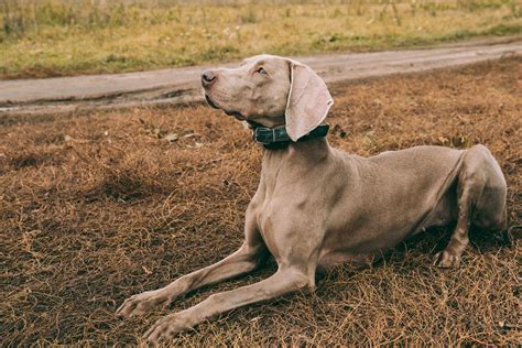 Cani Da Caccia Le Loro Caratteristiche Gruppocvit