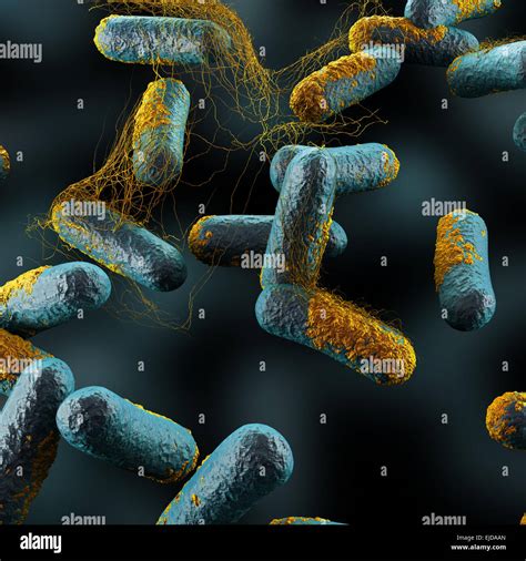 Las Bacterias Clostridium Perfringens Fotografía De Stock Alamy