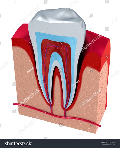 Section Tooth Pulp Nerves Blood Vessels Stock Illustration