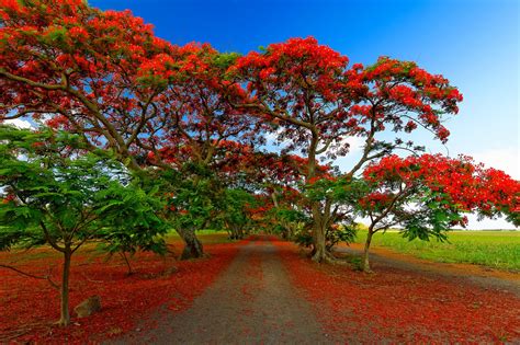 Flamboyant Arbre Blossom Maurice Rove Me