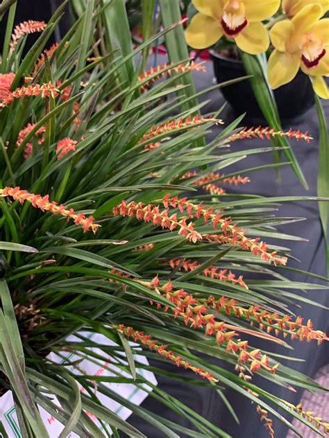 Harrogate Orchid Society added... - Harrogate Orchid Society