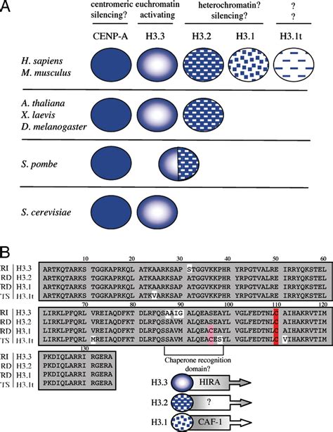 Histone H3 Variants And Their Potential Role In Indexing Mammalian