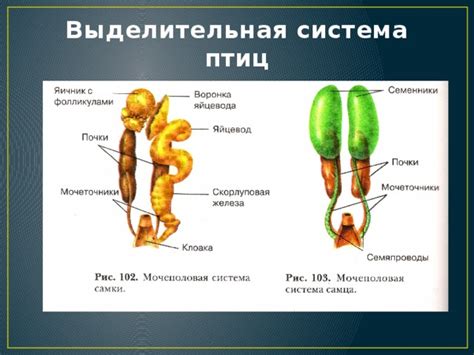 Презентация к уроку "Птицы"