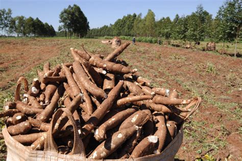 Cultivo De Mandioca Ganha Efici Ncia E Movimenta Economia No Paran Abam