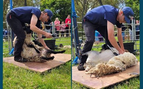 Sheep Shearing