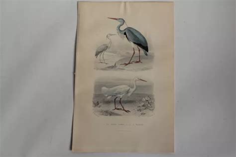 Gravure Buffon H Ron Commun Aigrette Oiseaux Xixe Si Cle Eur