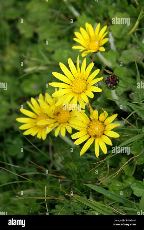 Arctotis flower hi-res stock photography and images - Alamy