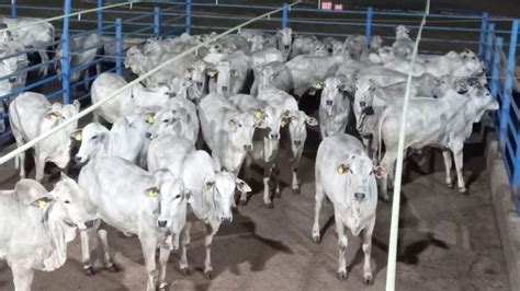 Saiba Quem S O Os Melhores Pecuaristas Do Circuito Nelore De Qualidade