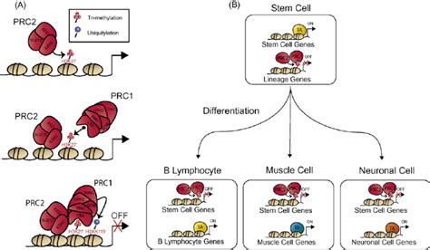 Polycomb Group Proteins Form Repressive Complexes And Function