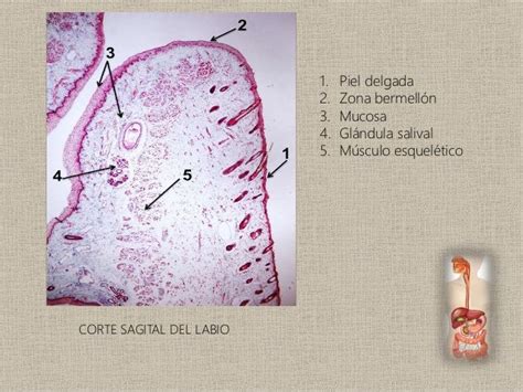 Histología De La Cavidad Bucal Y El Conducto Alimentario