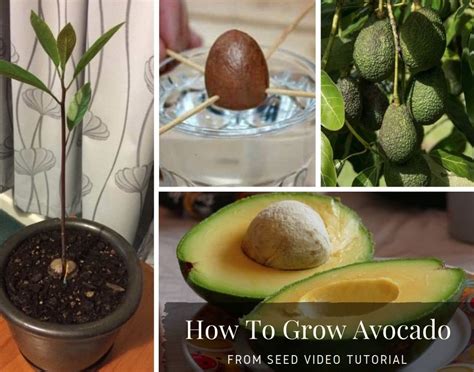 How To Grow Avocados From Seed The Fastest Way Grow Avocado Growing An Avocado Tree Avocado