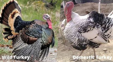 What Do Domestic Turkeys Eat? (With Expert Tips)