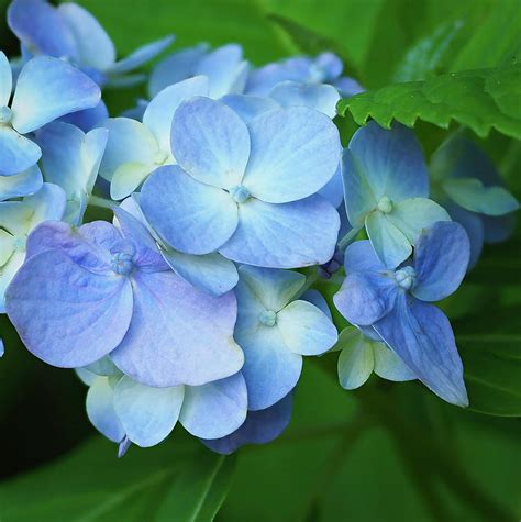 Hydrangea Macro Photograph By Steve Sisk Fine Art America