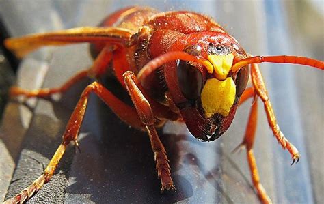 Tricks To Keep Red Paper Wasps Away From Your Hendersonville Property