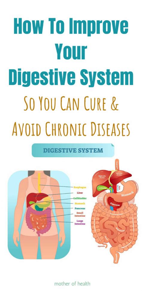 How To Improve Digestive Health Mother Of Health