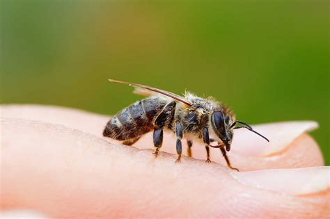 Bumble Bee Insect Sting