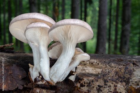 Edible Indian Oyster Mushrooms Pleurotus Pulmonarius In The Forest