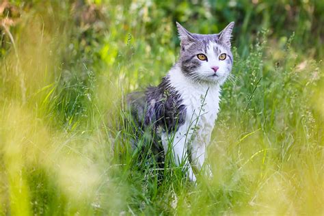 Male Cats Before And After Neutering Davidson County Vets