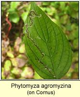 Dorset Ophiomyia Phytomyza Leaf Mines