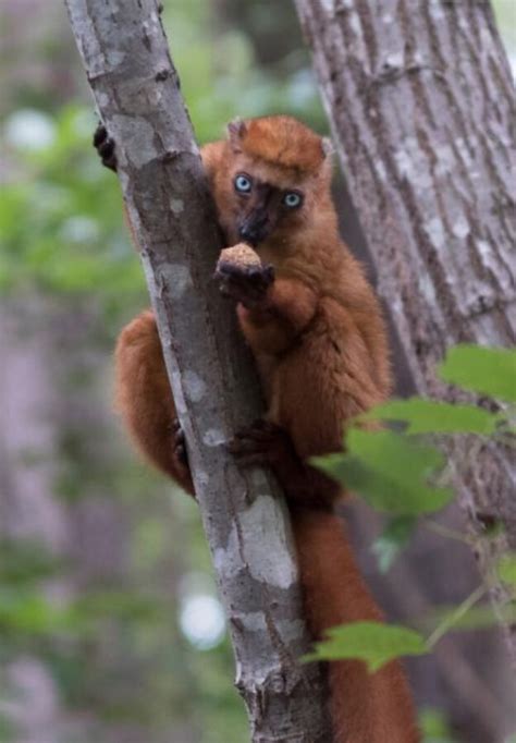 What’s On the Menu? Lemur Diets at the DLC - Duke Lemur Center