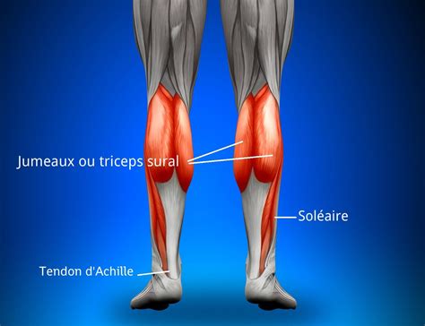 Comment Muscler Ses Mollets Tendon D Achille Wind Sock Gym Yoga