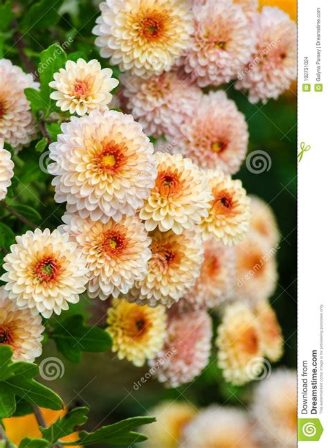 Chrysanthemum Flowers Grow Outdoors In The Fall Stock Photo Image Of