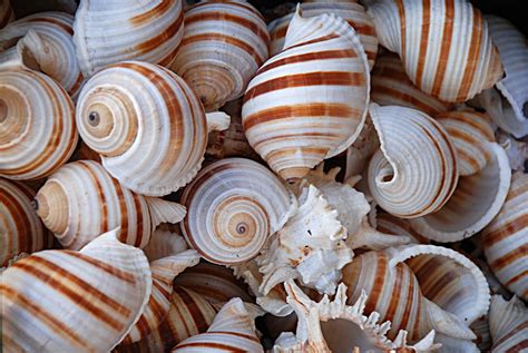 Sea shells texture 3 Free Stock Photo | FreeImages