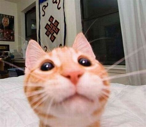 18 Curious Cats Hilariously Bumping Into Cameras แมวนารก สตว