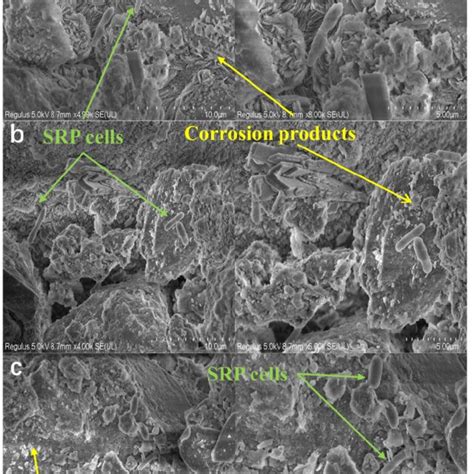 Selected Xrd Patterns Of The Surface Films Formed On The Az31b