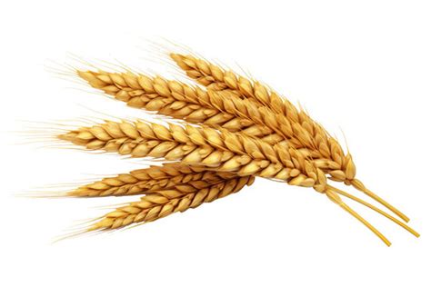 Stalks Of Wheat Clipart Vector