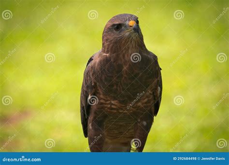 Potrait Of Harris Hawk Raptor Bird Stock Photo Image Of Natural