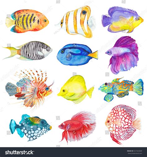 Watercolor Colorful Set Fishes Flame Angelfish Stock Illustration 521922649 | Shutterstock