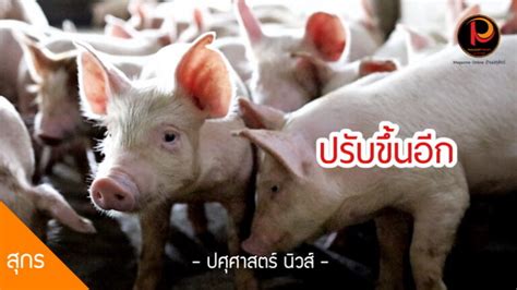 พรุ่งนี้ ราคาหมูหน้าฟาร์มปรับขึ้นอีก 4 บาทกิโลกรัม