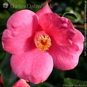 Japanische Kamelie Camellia Japonica Kamelie Winterhart Winterhart