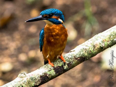 Eurasian Kingfisher Common Kingfisher Alcedo Atthis Halcyo Rods