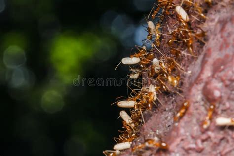 Ant Are Carrying Eggs Stock Photo Image Of Wildlife 45648006