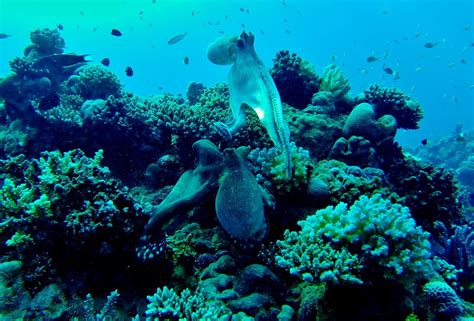 Banco De Imagens Mar Oceano Mergulho Embaixo Da Agua Lula Coral