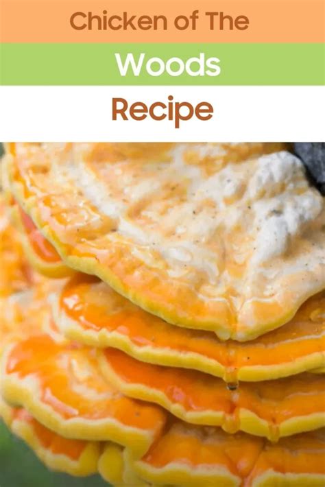 Chicken Of The Woods Recipe Easy Kitchen Guide