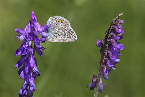 Borboleta Azul Comum Inseto Foto Gratuita No Pixabay