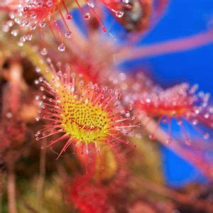 Drosera capensis Características cultivo cuidados propiedades Planta