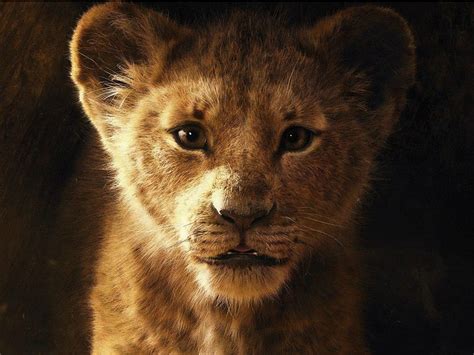 Cute Lion Cubs Wallpapers