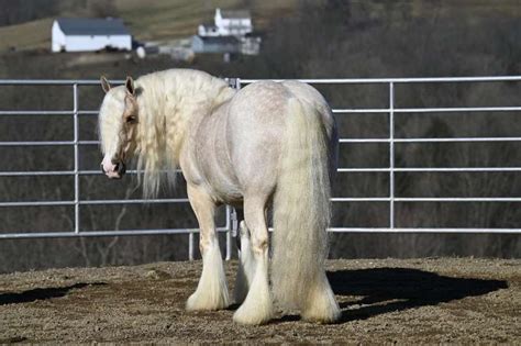 Yellowstone The Most Beautiful And Safest Horse