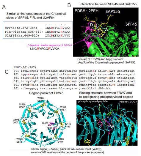 A The Binding Structure Between Splicing Factor B Sf B And One Of