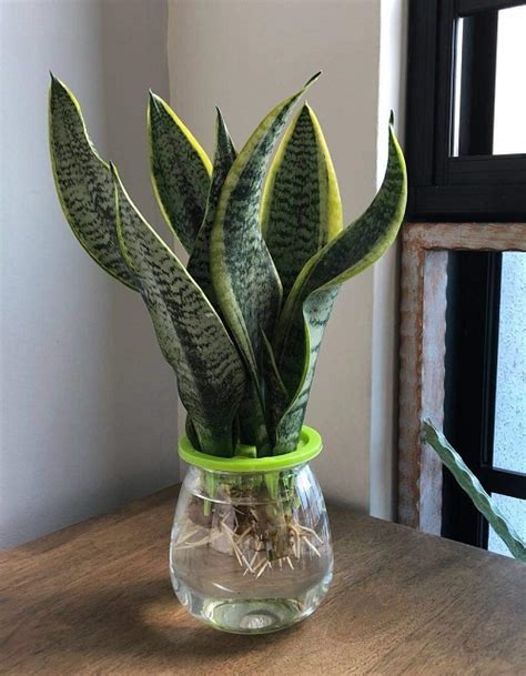 How To Grow Snake Plants In Water Snake Plant Water Propagation