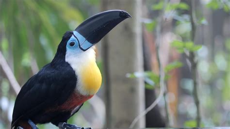 Toucan Stock Video Footage for Free Download