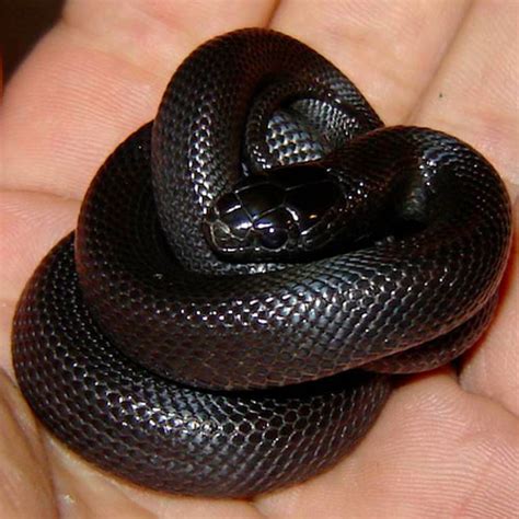 Mexican Black Kingsnake adult males