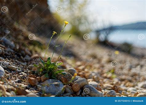 Small Bush Of Daisy Growing Through Stones Stock Image Image Of