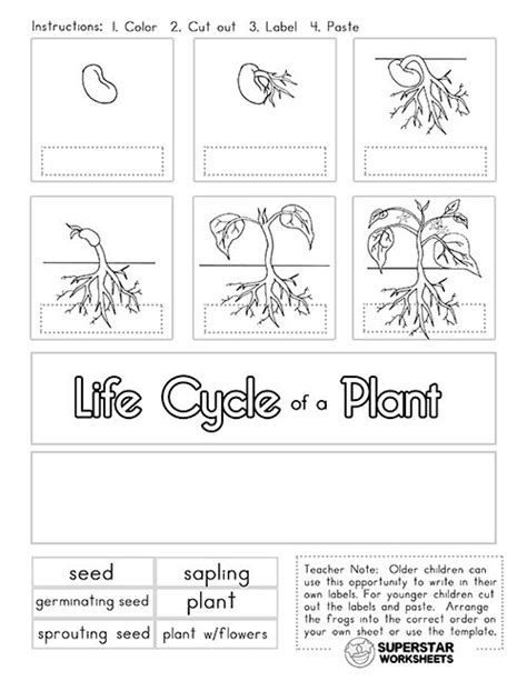 The Life Cycle Of A Plant Worksheet Is Shown In This Printable Version