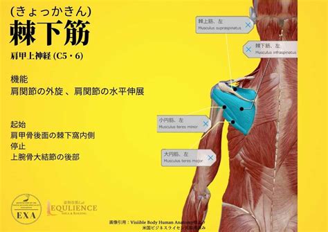 棘下筋（きょっかきん）【筋膜リリースの為の機能解剖学】 【iastm筋膜リリース認定資格セミナー】日本isatm協会